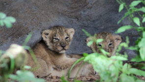 WATCH: 'We are overjoyed' - Litter of endangered lion cubs born at Fota Wildlife Park
