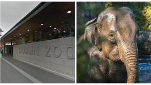 Dublin Zoo confirm a third elephant has tested positive for deadly EEHV virus 