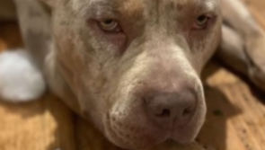 OPINION: Ireland is right to ban XL Bullies...they're modern-day monsters