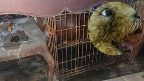 'Horrendous conditions' - 55-year-old banned from owning pets for life after 16 dogs seized