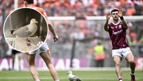 Rescue centre says injured seagull in 'flying form' following All-Ireland Football Final appearance