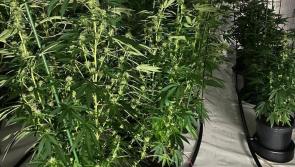 Man and woman appear in court following after major growhouse bust in Monaghan