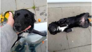 'Not one offer of help' for adorable dog as rescue centre issues sad appeal