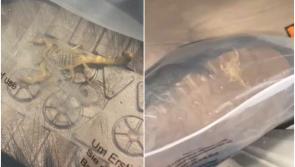 Irish shoppers warned as woman finds deadly live scorpion in online Shein order