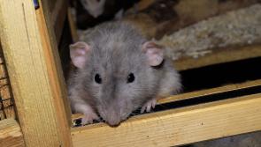 Huge spike in rats in Irish houses with two counties plagued in particular
