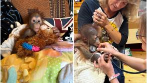 'Adorable' baby orangutan from Dublin Zoo moved to international monkey nursery