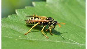 Man in his 50s dies after being stung by wasp while cutting hedges