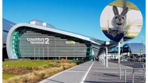 Ah hare! Dublin Airport unveils new furry mascot with public called upon for names