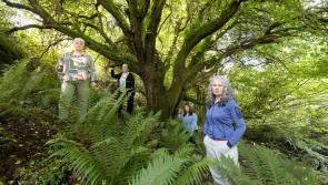 'The forest that won't forget': Land purchased in memory of CervicalCheck victims