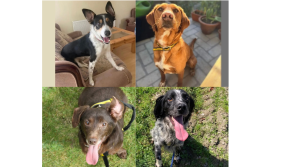 In Pictures: Dogs Trust have these adorable dogs ready for you to love