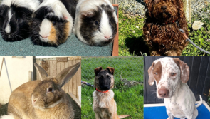 PICTURES: Cuteness overload at animal shelter with pets of all kinds