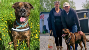 'Look at that smile!'- Lonely dog finally finds home after years in Irish dog shelter 