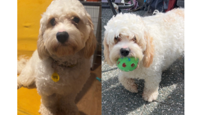OPINION: 'I fell in love' - This is why I adopted Teddy the Cavachon from Dogs Trust 