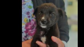 'Poor little baby'- Puppy kicked around like a football by group of young boys in Limerick