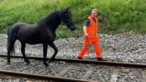 'Men and beasts safe and well': Commuters face horsing around on their train journey
