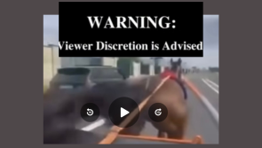 WATCH: Shocking video of horse crashing head first into car sparks online controversy