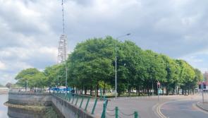 Limerick's An Taisce branch to hold lecture on thorny issue of trees locally