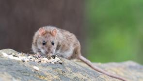Limerick homeowners await compensation after rodent infestations  amid vegetation clearing