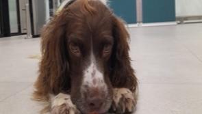Detective dog Harley sniffs out illegal drugs at Shannon Airport 