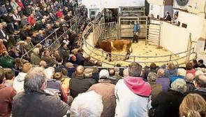 New Wednesday night sales planned in County Limerick Mart