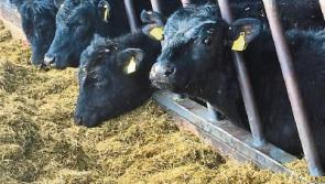 A quarter of Limerick farmers don&rsquo;t have enough fodder