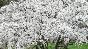 Green Fingers: Mother&rsquo;s Day gift that&rsquo;ll last for years