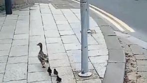 WATCH: Mother duck and her baby ducklings returned to river after stroll into Limerick