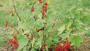 Green Fingers: CDs to the rescue for redcurrants