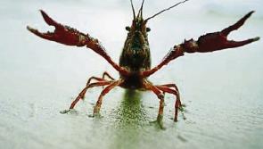 Limerick river one of seven to be affected by crayfish plague
