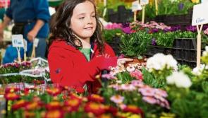 Green Fingers: Limerick Garden Festival blooms