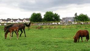 Limerick Council has spent &euro;550k dealing with horse problem since 2015