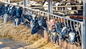 COP26: Taoiseach confirms Ireland is signing methane emission reduction pledge 