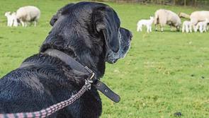 Gardai urge dog owners to keep pets away from livestock