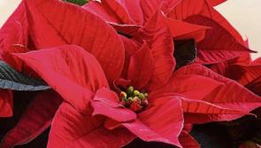 Green Fingers: Some festive foliage for Christmas