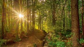 Wild About Wildlife: Nature takes it&rsquo;s autumn cues