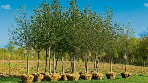 Gardening with Jo: Why pick rootballed trees?