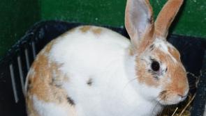 Limerick village 'plagued by rabbits'