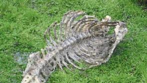 Department investigates after sheep carcasses found on land in Limerick