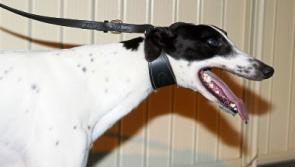 Limerick crime boss Christy Keane questioned over kidnap of &euro;1m greyhound