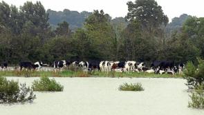 'Total ruination for Limerick farmers' from floods