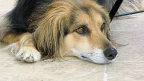 Collie 'poisoned' during walk along canal bank on Limerick-Clare border