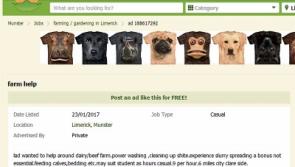 Limerick farmer isn't selling a pig in a poke with unique job advert