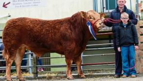 &lsquo;You simply can&rsquo;t beat breeding&rsquo;: Three Limerick generations celebrate success