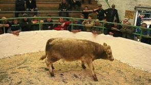 Limerick council offers reassurances that Rathkeale mart works all above board