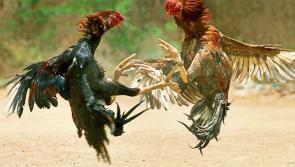 Garda probe launched as 15 dead roosters found at suspected 'cock fighting' site