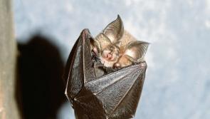 Limerick farmers are asked to go bat crazy