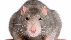 Centra apologises after rat spotted in Limerick store