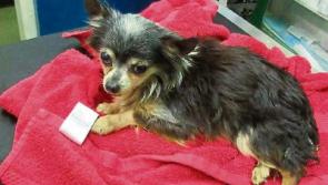 Limerick vet in search for&nbsp;owner of paralysed Chihuahua found in ditch