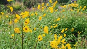 Hardy little flowers for autumn