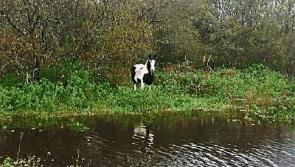 #StormBrian: Limerick volunteers rescue stranded horse from flooded field